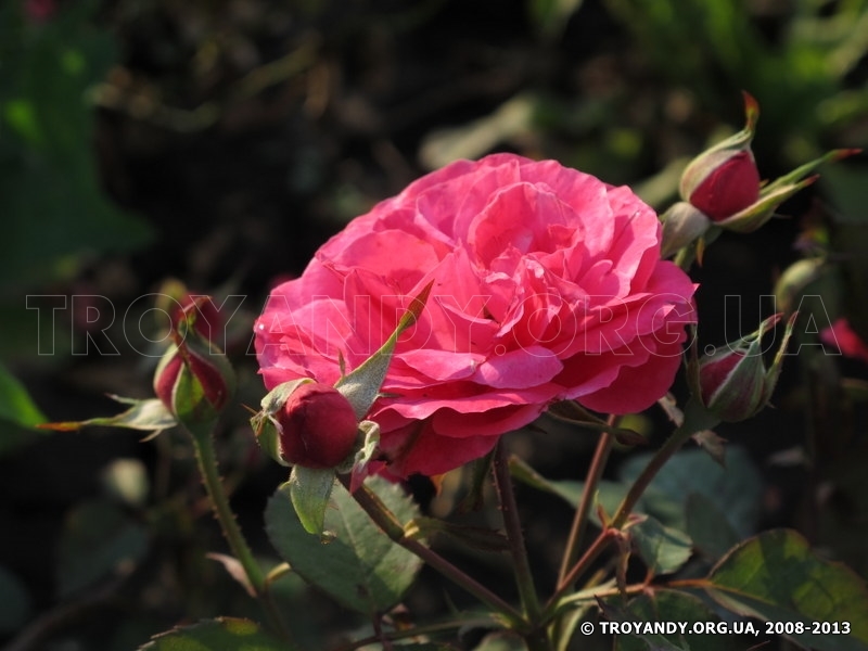 Rosemary Rose